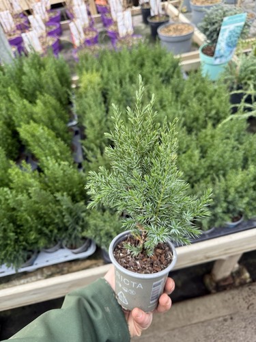 Juniper stricta conifer - 3,