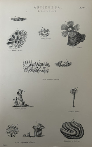 Antique print coral c1870s - print,