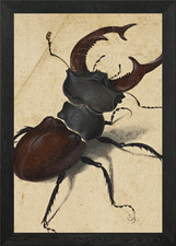 Stag Beetle Framed Wall Art