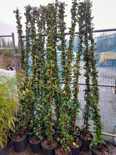 Scented star jasmine - scented, plant