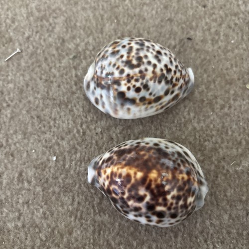 Two vintage cowrie - two, shells