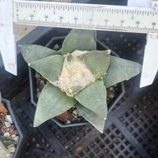 8CM Succulent Cactus Plant