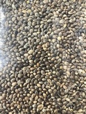 STANDARD HEMP SEED PARTICLE