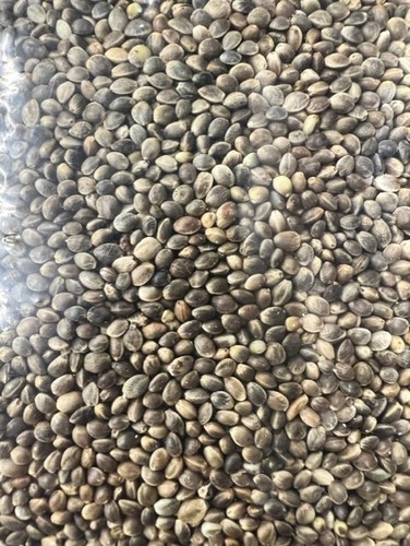 Standard hemp seed particle - hemp,