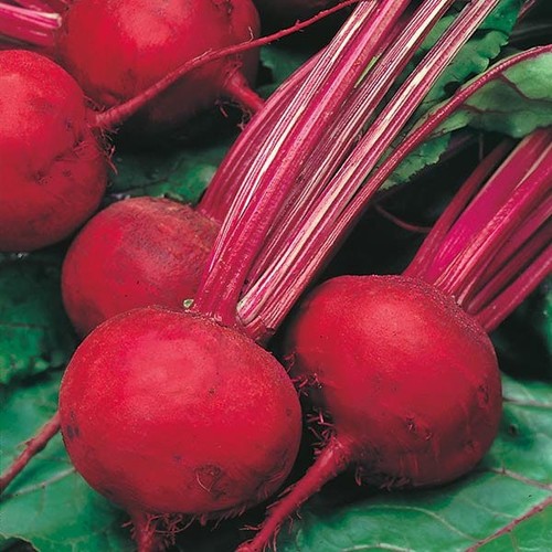 Beetroot boltardy 6 - 6, plug
