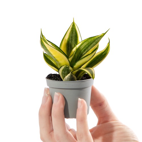 Baby snake plant sansevieria - baby,