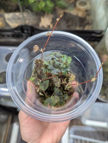 Begonia dodsonii rare - begonia,