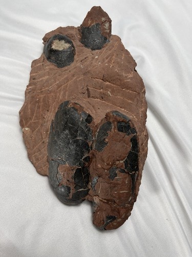 Raptor dinosaur egg - raptor,