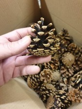 1kg (70 pcs) Small Pine Cones