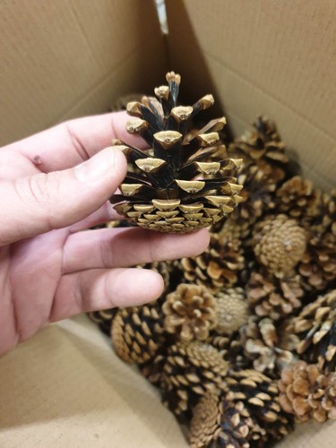 1kg small pine cones - pcs),