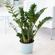Zamioculca zamiifolia indoor - zamioculca,