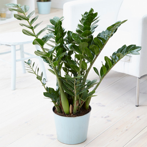 Zamioculca zamiifolia indoor - zamioculca,