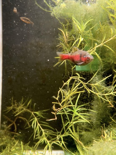Odessa barb tropical fish - tropical,