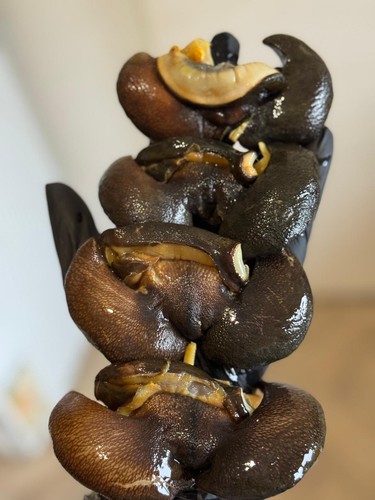 Fresh frozen snails - frozen,