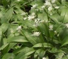 Wild Flower Allium ursinum  - Ramsons - Wild Garlic  500 Seed - Edible