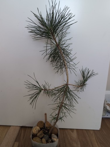 Japanese black pine - black, few