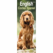English Cocker Spaniel Slim
