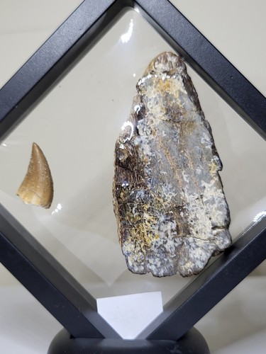 Rare mosasaur jaw - mosasaur, tooth