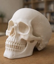 Life-Sized Human Skull Replica