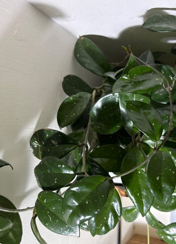 Hoya carnosa wax - carnosa, plant