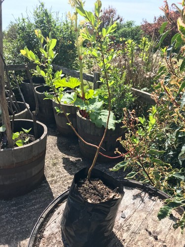 Grey willow native tree 2l - native,