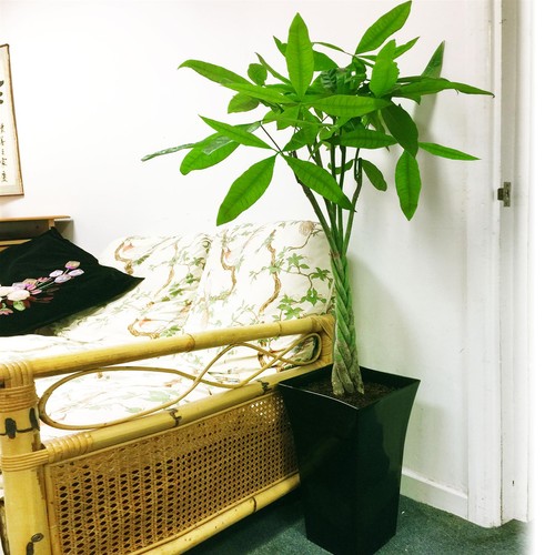 Pachira aquatica money tree - 1,