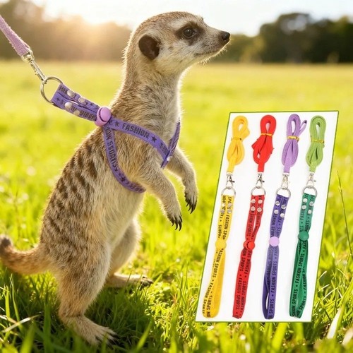 Rabbit towing rope guinea - guinea, pig