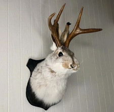 Animal Wall Sculpture –