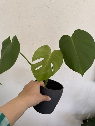 Monstera deliciosa swiss - deliciosa,