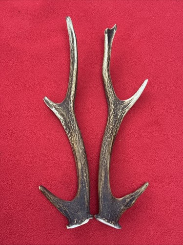 Pair sika deer antlers - sika,