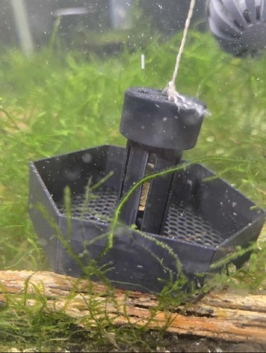 Aquarium snail trap perfect - snail,