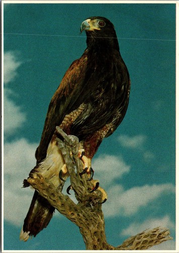 Harris hawk bird prey - bird, of