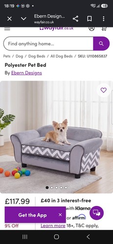 Dog sofa beds - dog, little