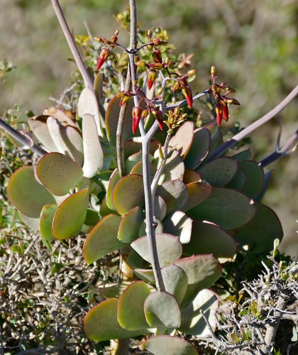 Cotyledon velutina 20 - cotyledon,