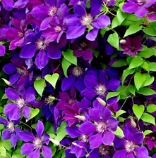 Clematis Jackmanii Large Flowering Climbing in 1 LTR Pot FREE DELIVERY