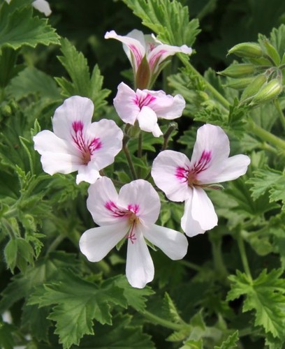 Scented pelargonium plant - pelargonium,