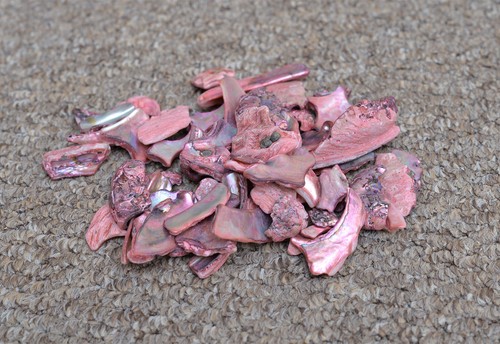 Abalone paua shell pieces