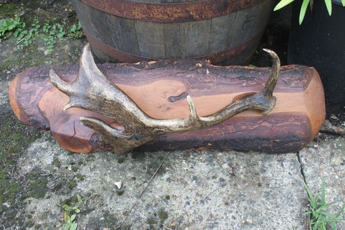 Mounted fallow deer antler - deer, on