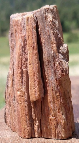 Petrified wood fossilized - petrified,