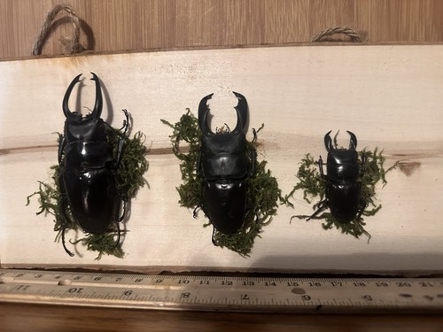 Taxidermy stag beetle trio - taxidermy,