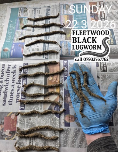 Frozen black lugworm packs - frozen, 10