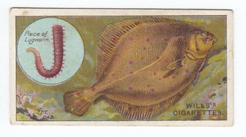 1910 fishing card fish - 1910,