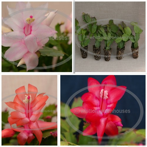 Christmas thanksgiving cactus - christmas/thanksgiving,