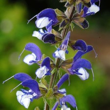 Salvia Madeline - Hardy