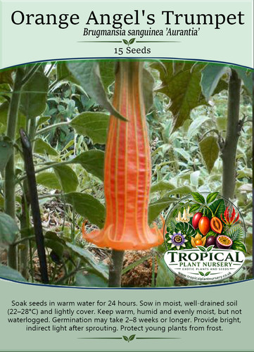 Orange angels trumpet - orange,