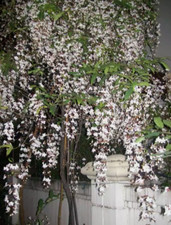 Clerodendrum Wallichii Bridal indoor plant rare Cuttings with white flowers New