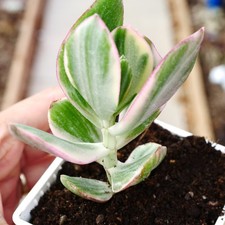 Exact Plant - Crassula Ovata