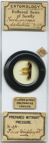 Antique microscope slide - , by