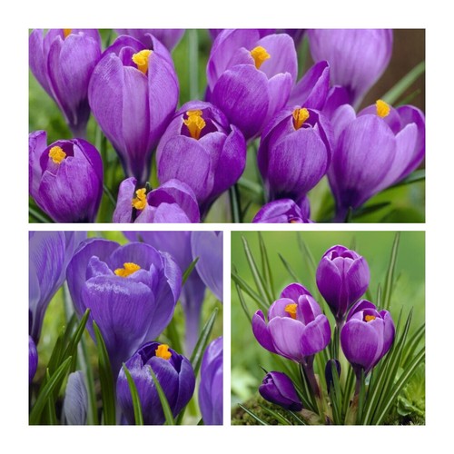 Crocus remembrance flower - x,