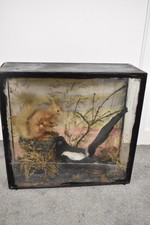 Vintage Taxidermy Squirrel and